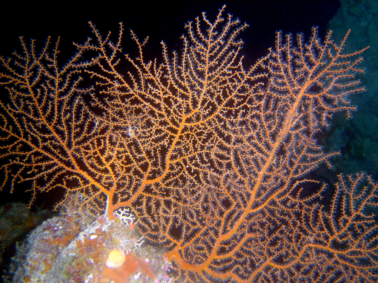 Gorgonian, a type of soft coral