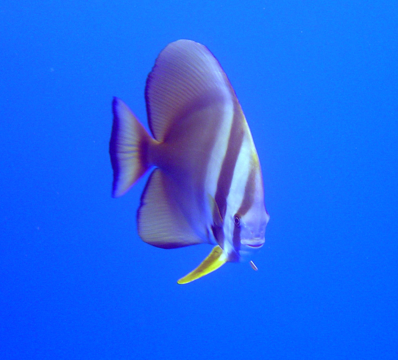 Circular spadefish (Platax orbicularis)