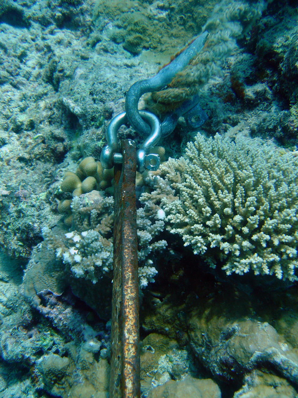 Anchor on live reef destroying corals and adding to overall reef stress