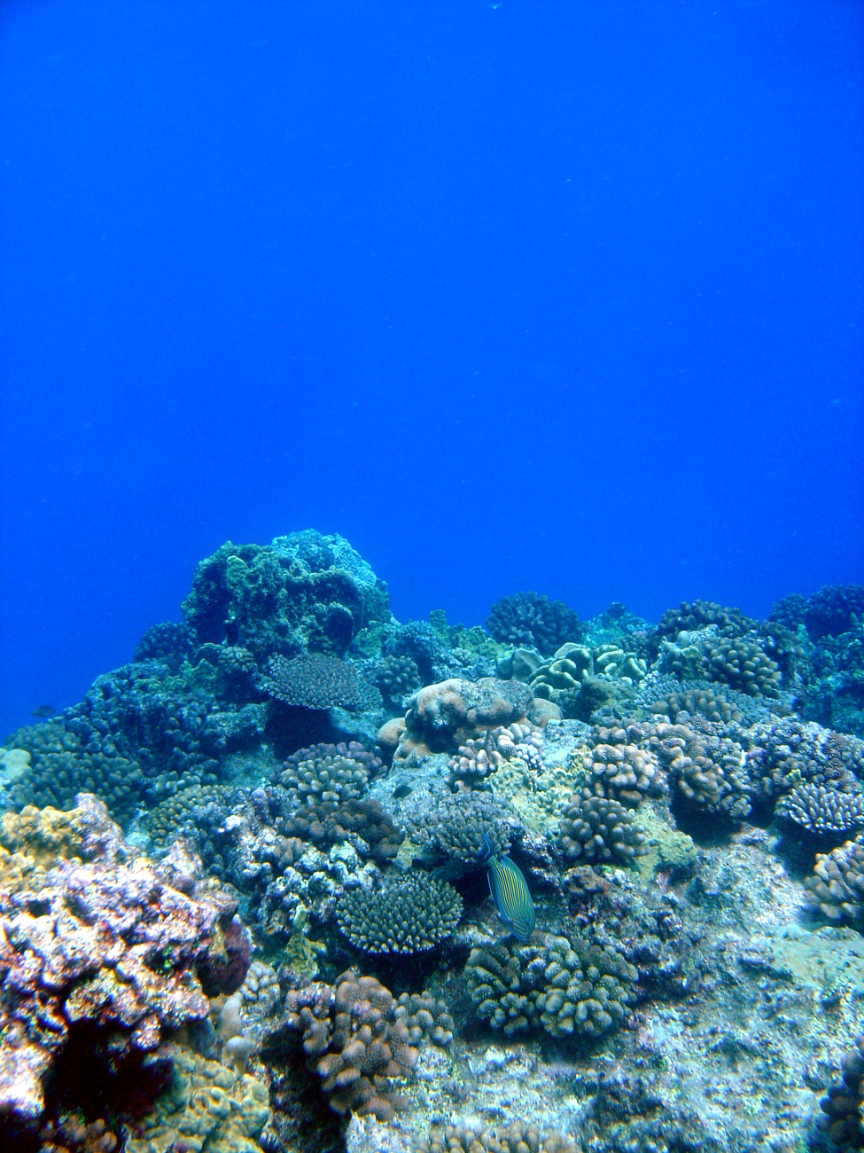 Reef scene with angelfish