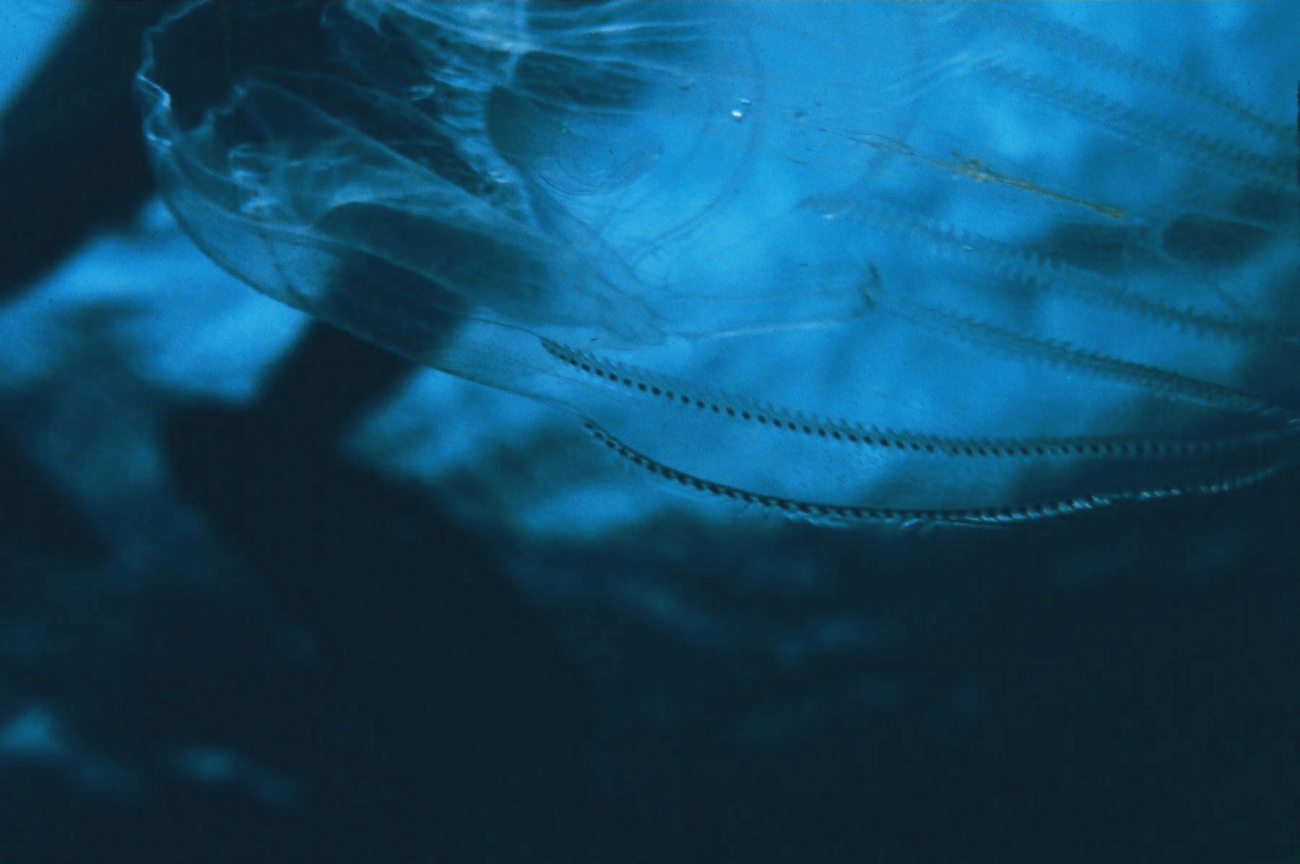 A ctenophore or comb jelly