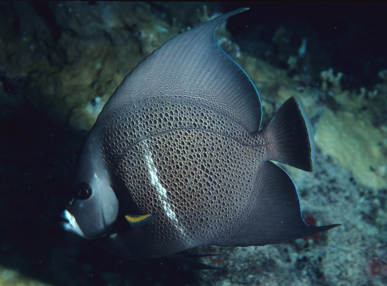 Gray angelfish (Pomacanthus arcuatus)