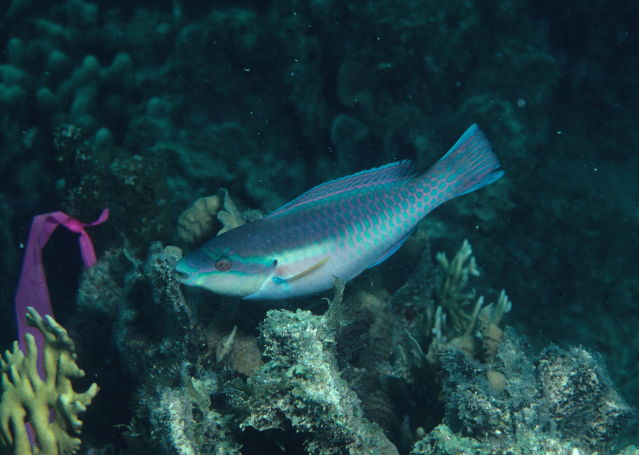 Striped parrotfish (Scarus iserti) terminal phase