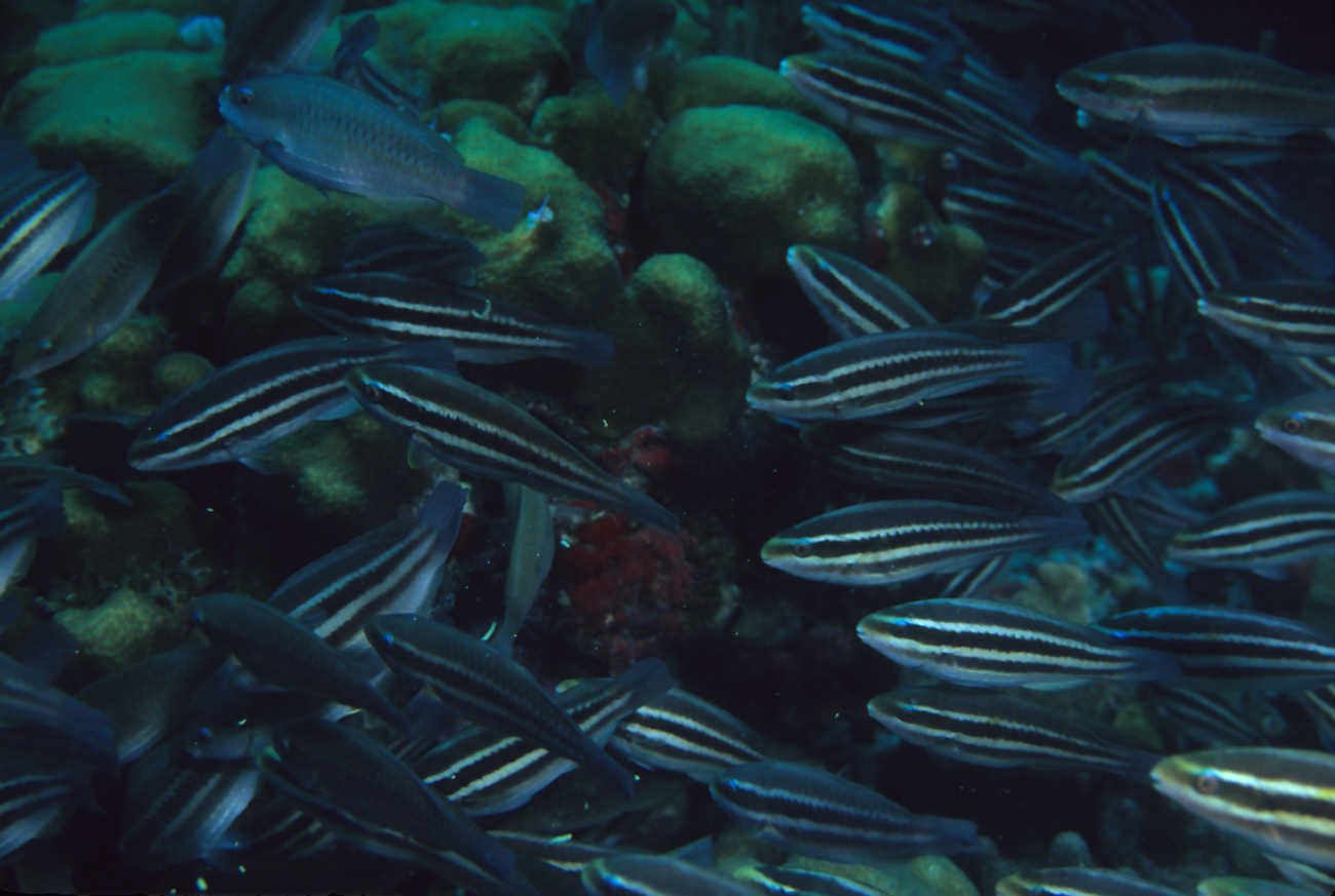 Parrotfish (Scarus iserti) initial phase
