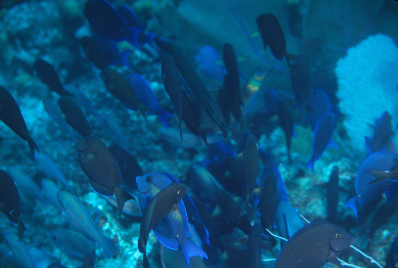 Blue tang (Acanthurus coeruleus) and ocean surgeonfish (Acanthurus bahianus)