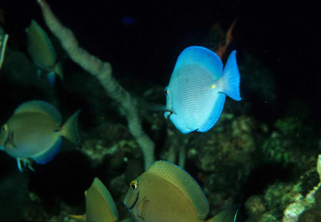 Blue tang (Acanthurus coeruleus) and ocean surgeonfish (Acanthurus bahianus)