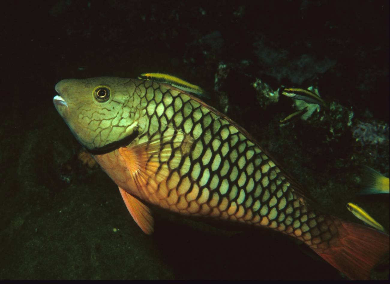 Stoplight parrotfish (Sparisoma viride)