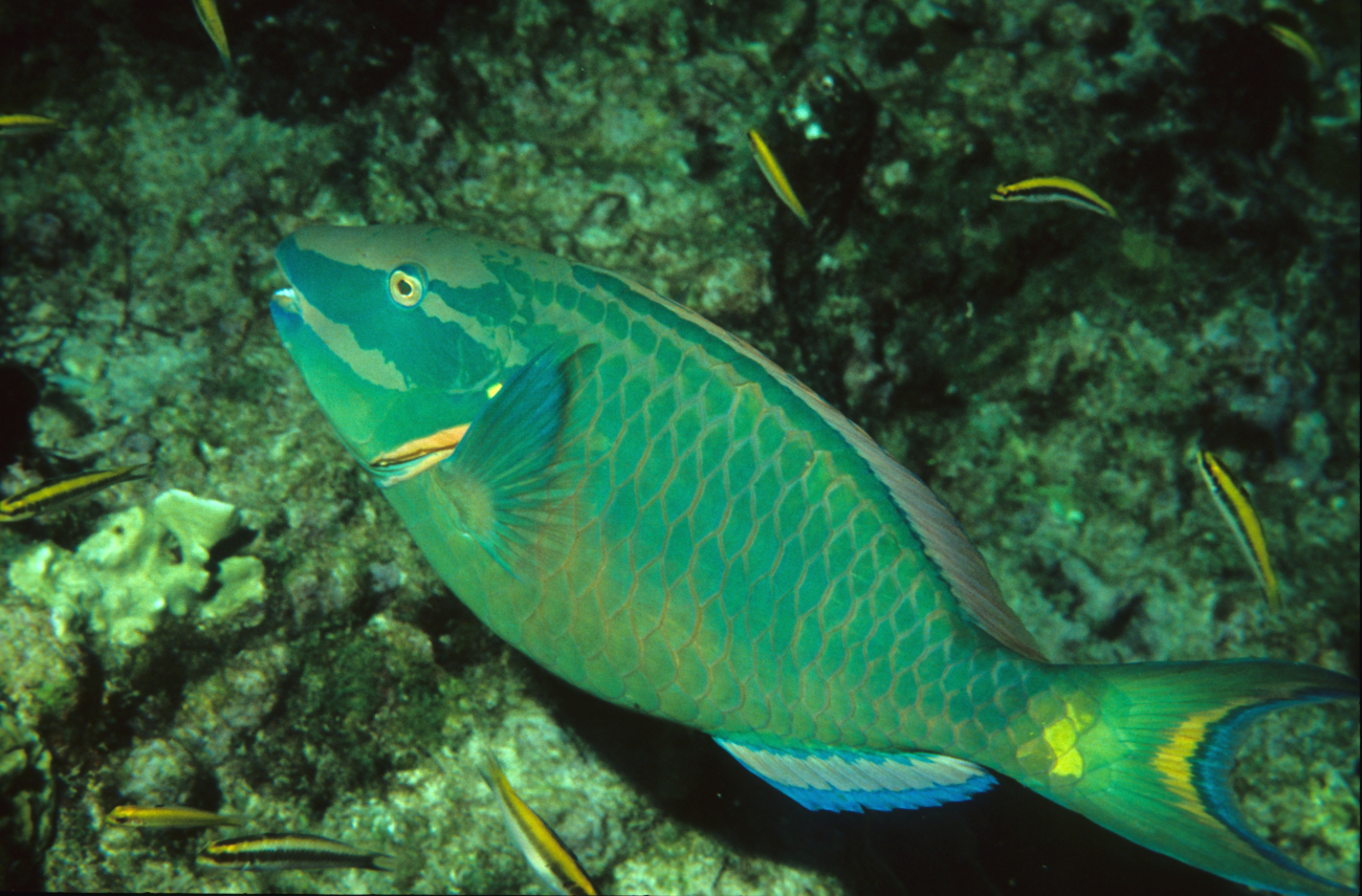 Stoplight parrotfish (Sparisoma viride) terminal phase