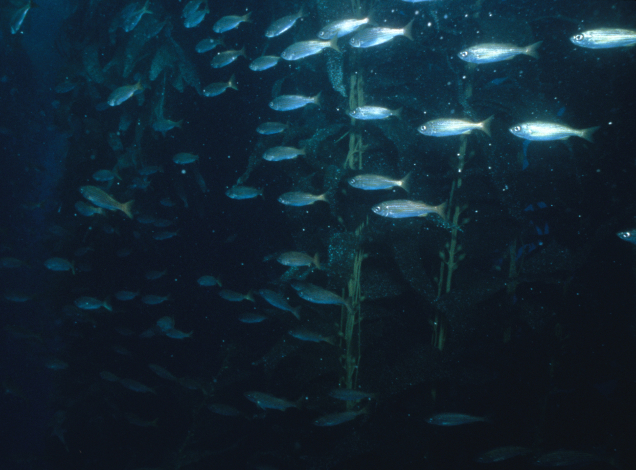 Unidentified schooling fish in kelp forest (not coral reef environment)