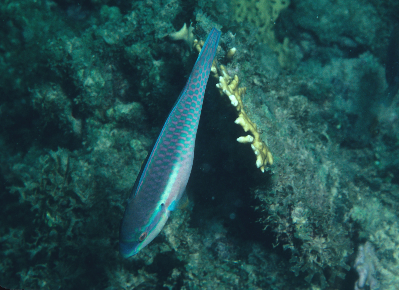 Striped parrotfish (Scarus iserti) terminal phase