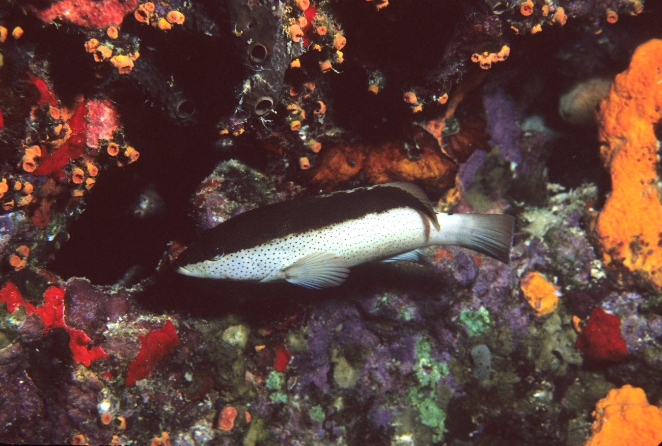Coney (Epinephelus fulvus) with odd color phase