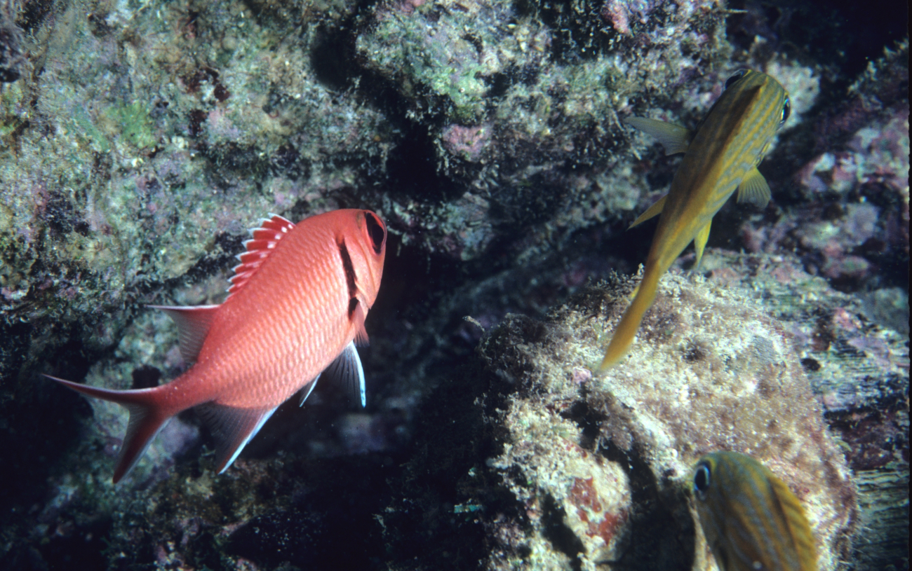 Blackbar soldierfish (Myripristis jacobus) to left and French grunt (Haemulon flavolineatum) to right