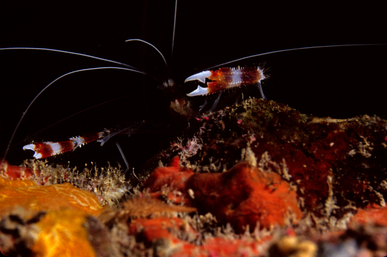 Banded Coral Shrimp (Stenopus hispidus)
