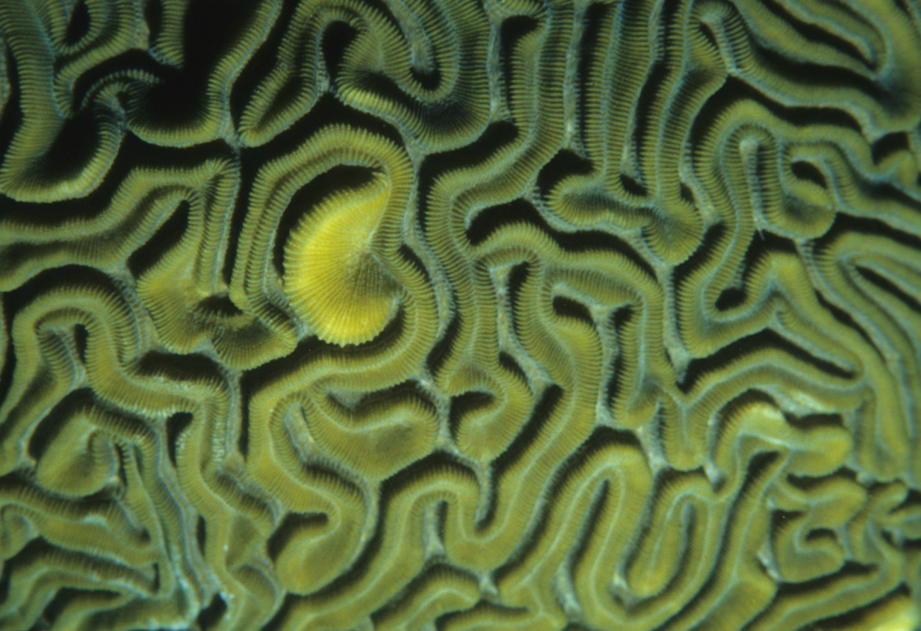 Brain coral with yellow Christmas tree worm