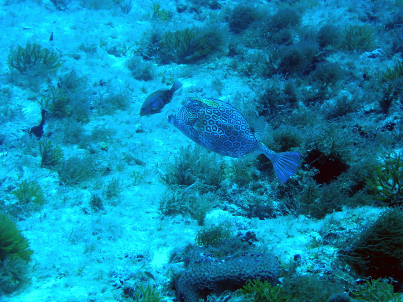 Honeycomb cowfish (Acanthostracion polygonia)