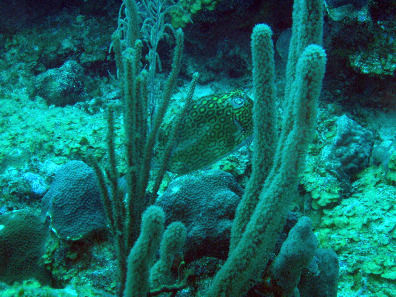 Honeycomb cowfish (Acanthostracion polygonia)