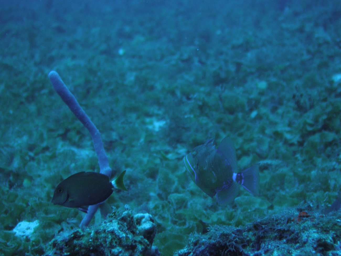 Ocean surgeonfish (Acanthurus bahianus)