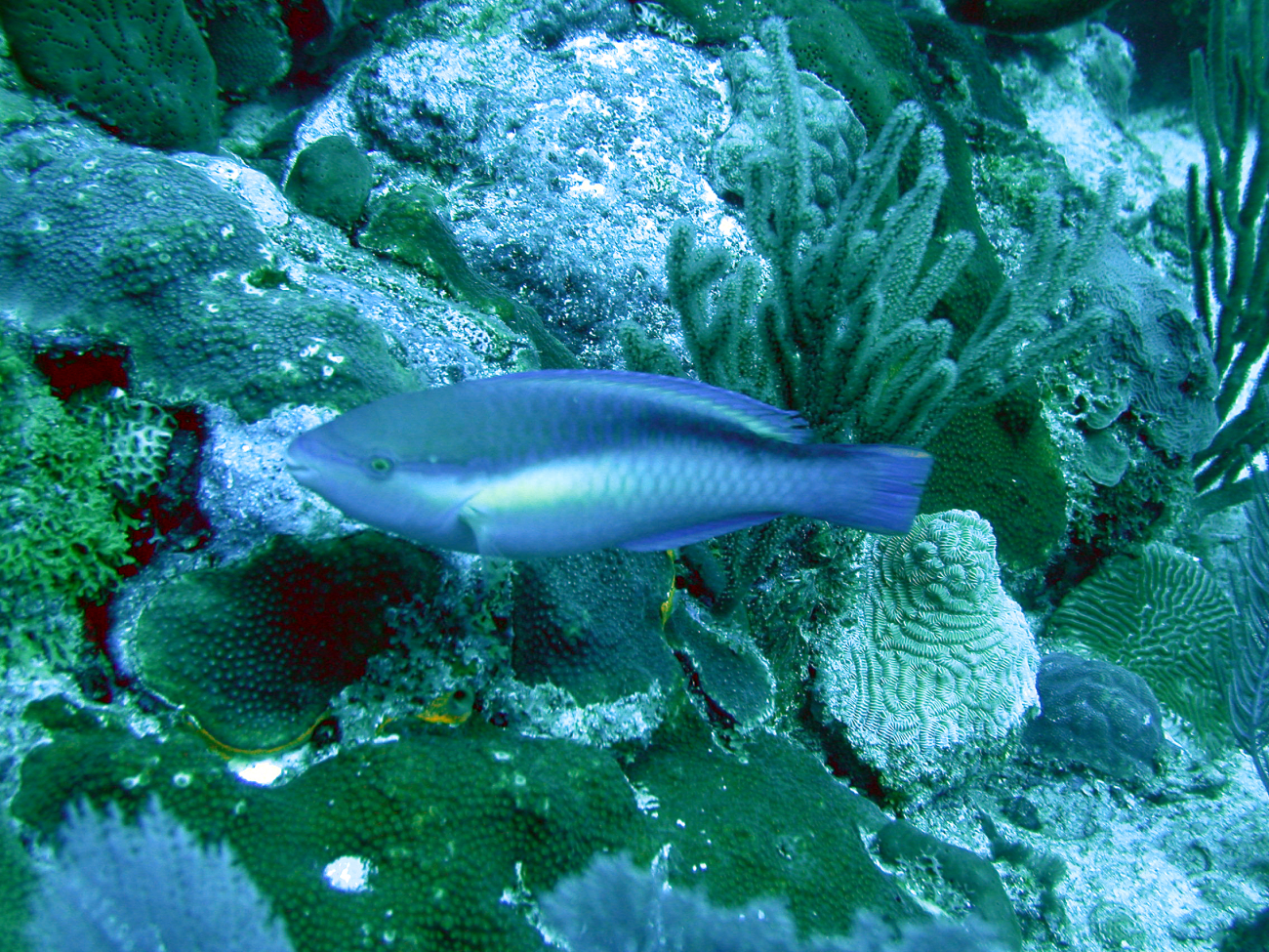 Princess parrotfish (Scarus taeniopterus)