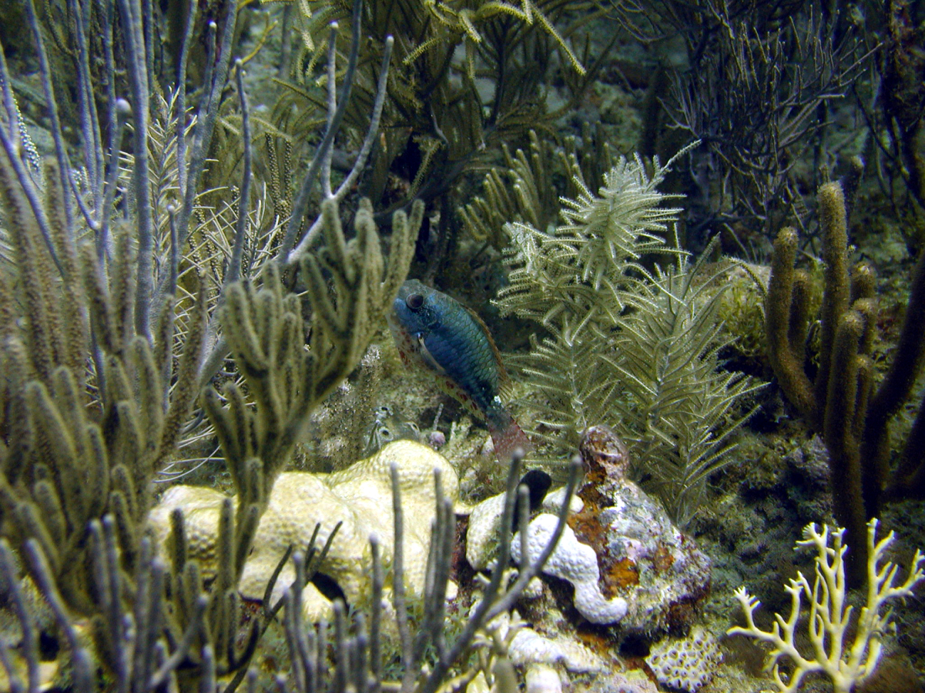 Redband parrotfish (Sparisoma aurofrenatum)