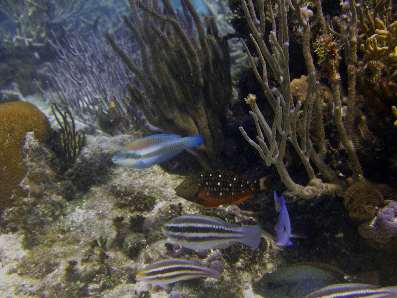 Striped parrotfish (Scarus iseri)