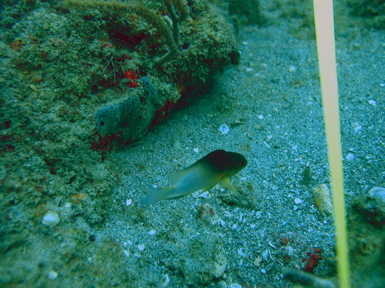 Bicolor damselfish (Stegastes partitus)