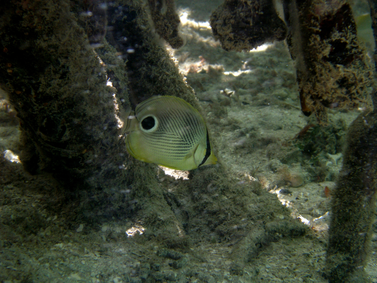 Foureye butterflyfish (Chaetodon capistratus)