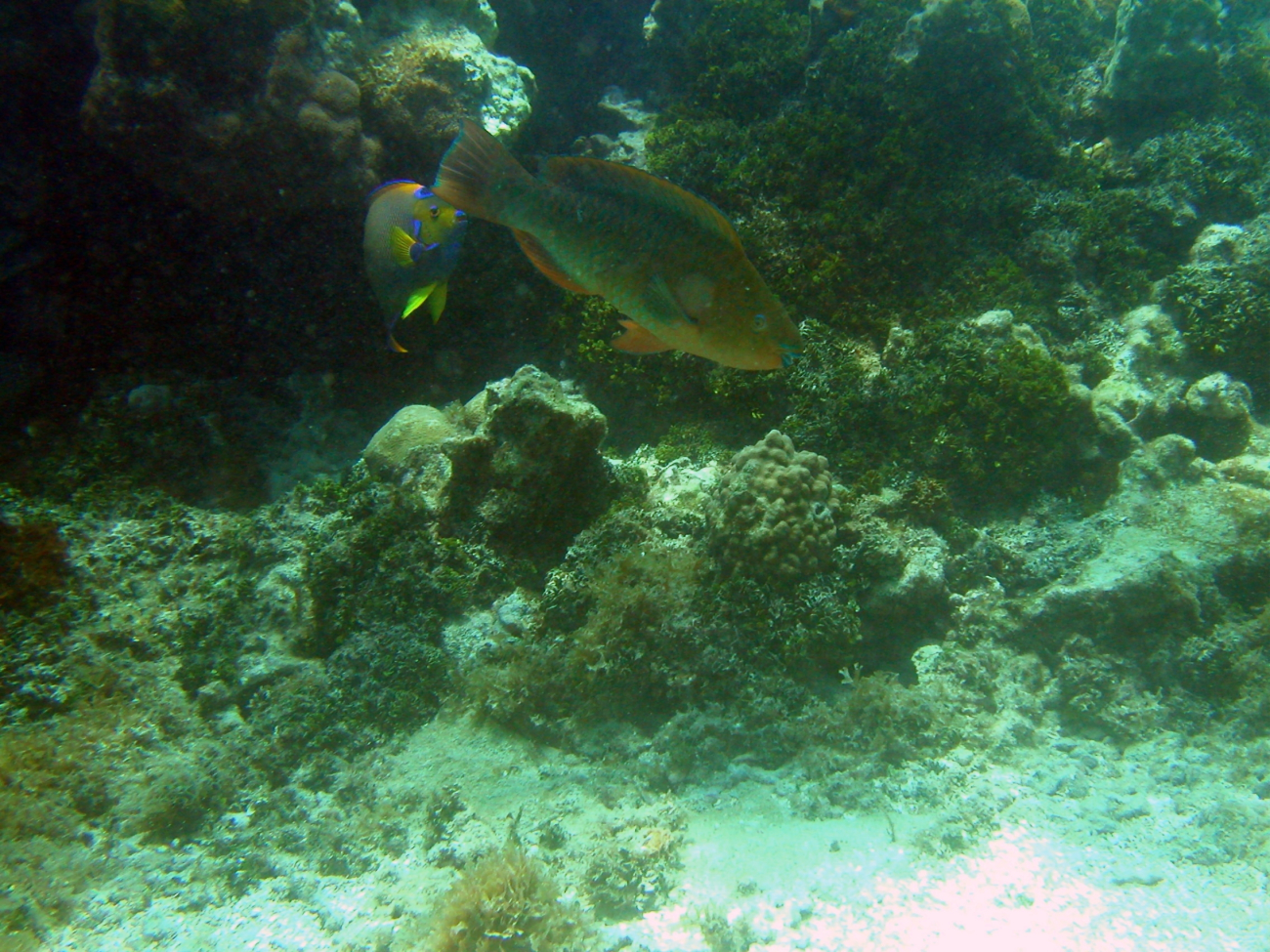 Rainbow parrotfish (Scarus guacamaia)