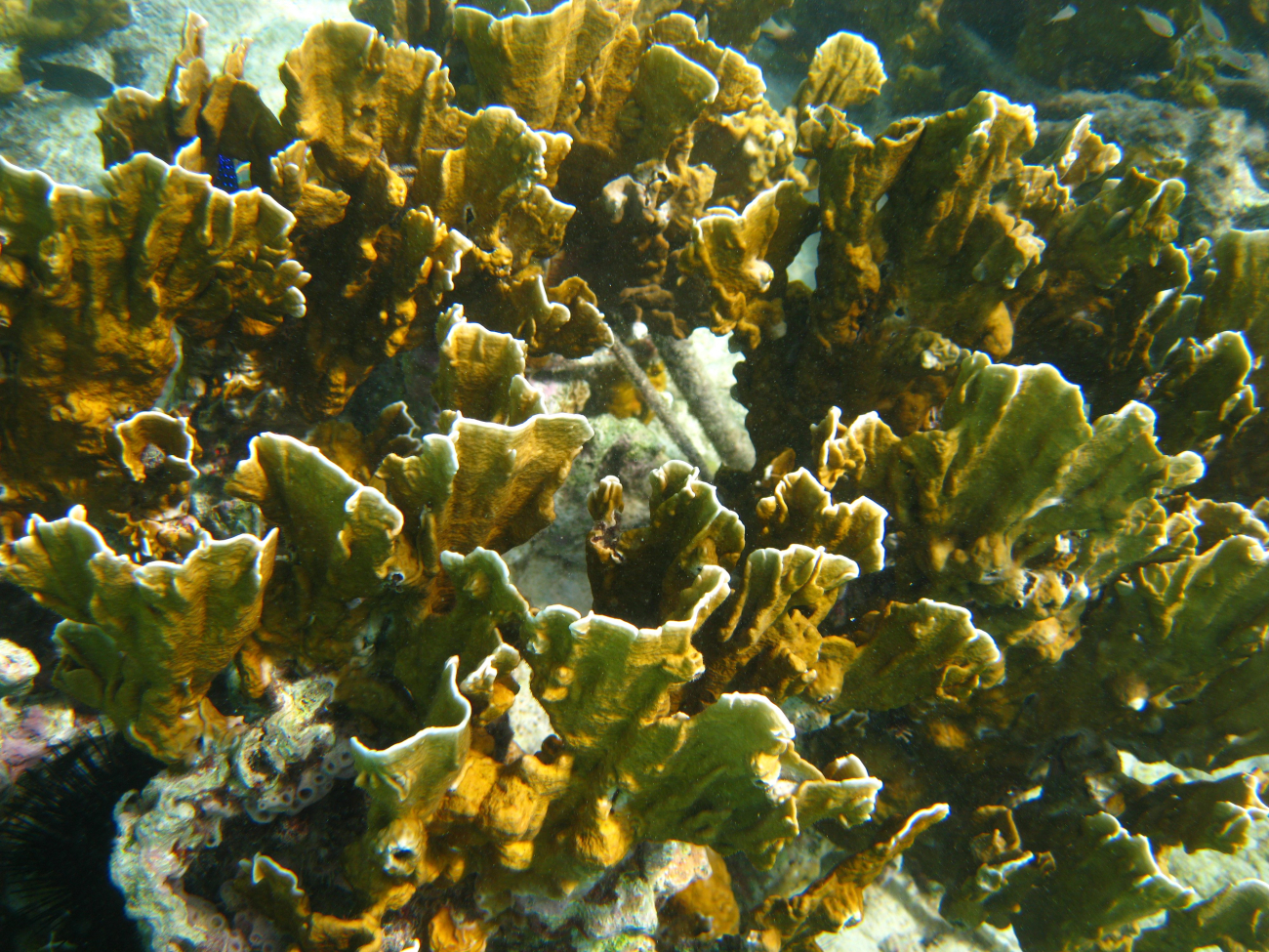 Fire coral, Millepora complanata, is frequently found in the waters surroundingBonaire, particularly close to shore
