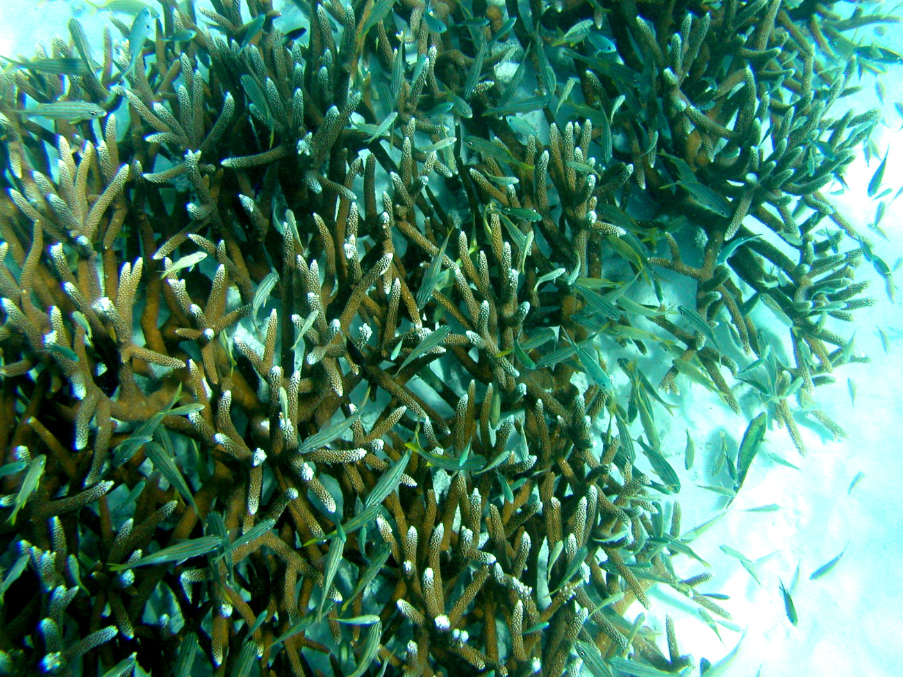Staghorn coral grows quickly