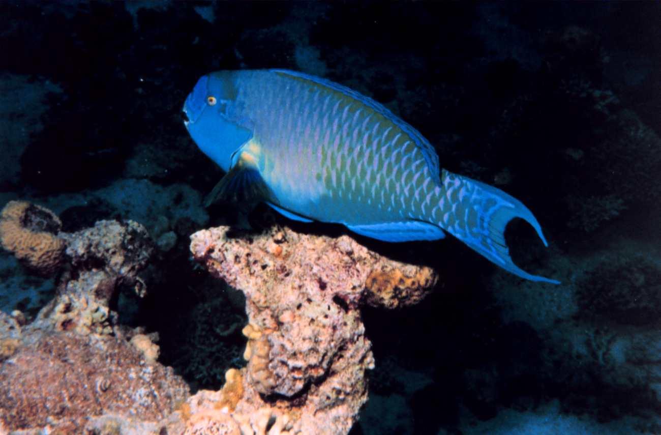 Gibbus parrotfish (Scarus gibbus)