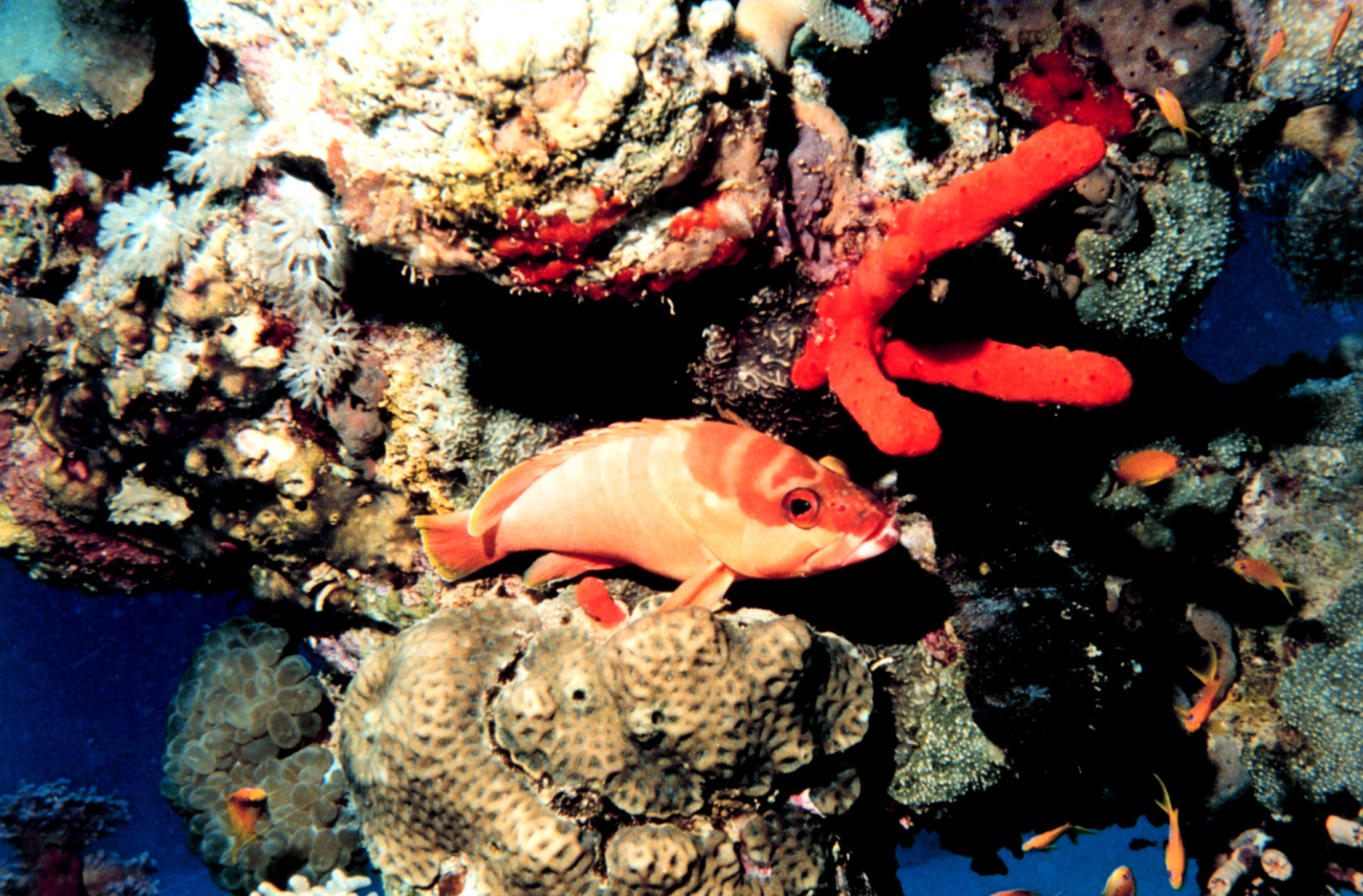 Blacktip grouper (Epinephelus fasciatus)