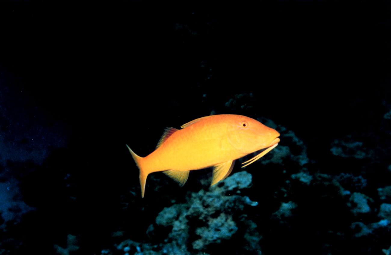 Goldsaddle goatfish  (Parupeneus cyclostomos)