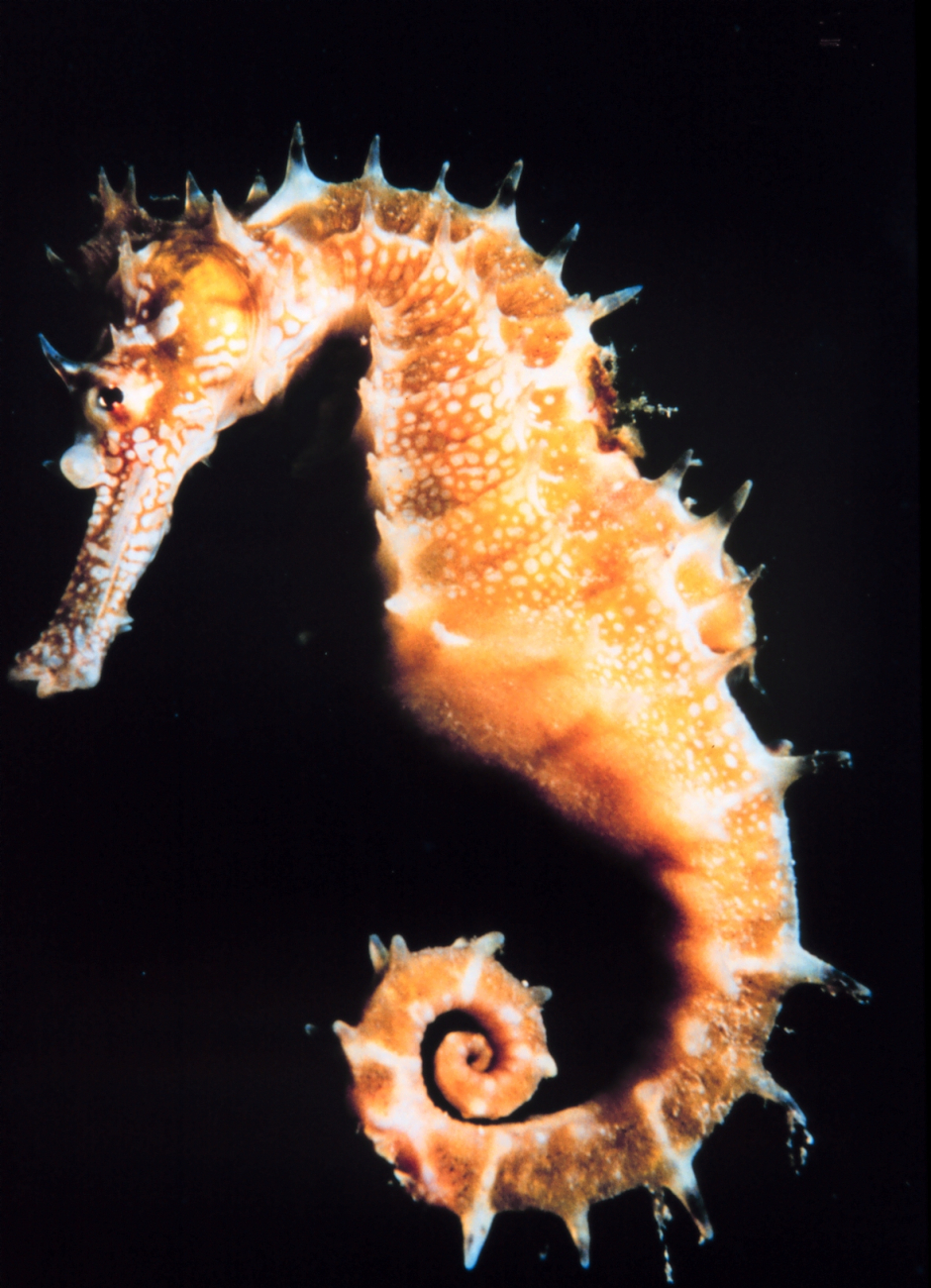 Seahorse - Hippocampus sp
