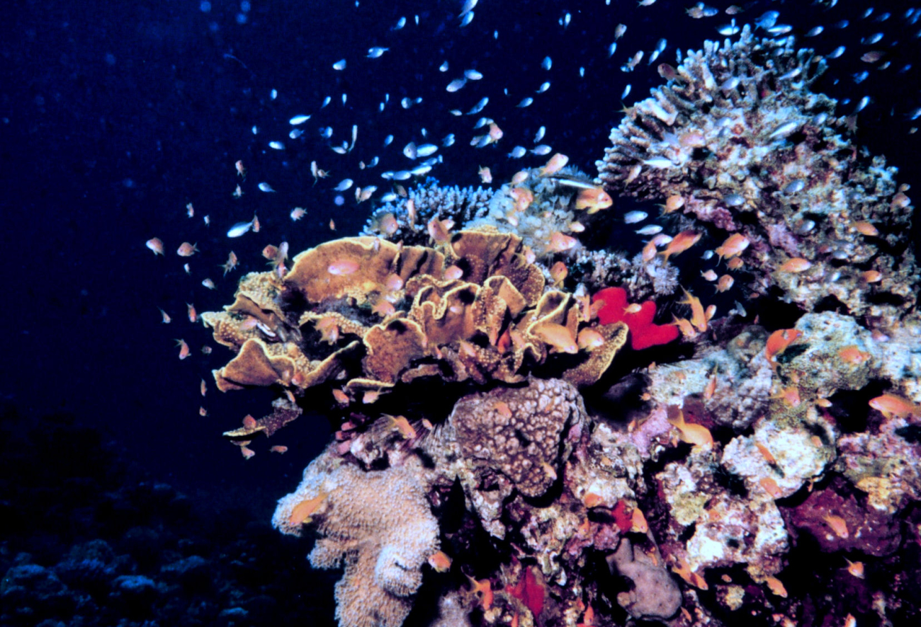 Assemblage of fish over coral