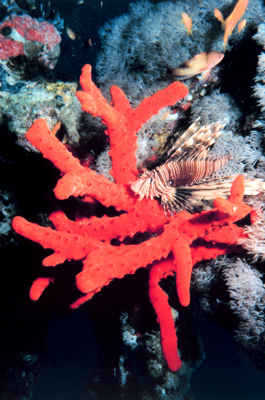 Lionfish on red sponge