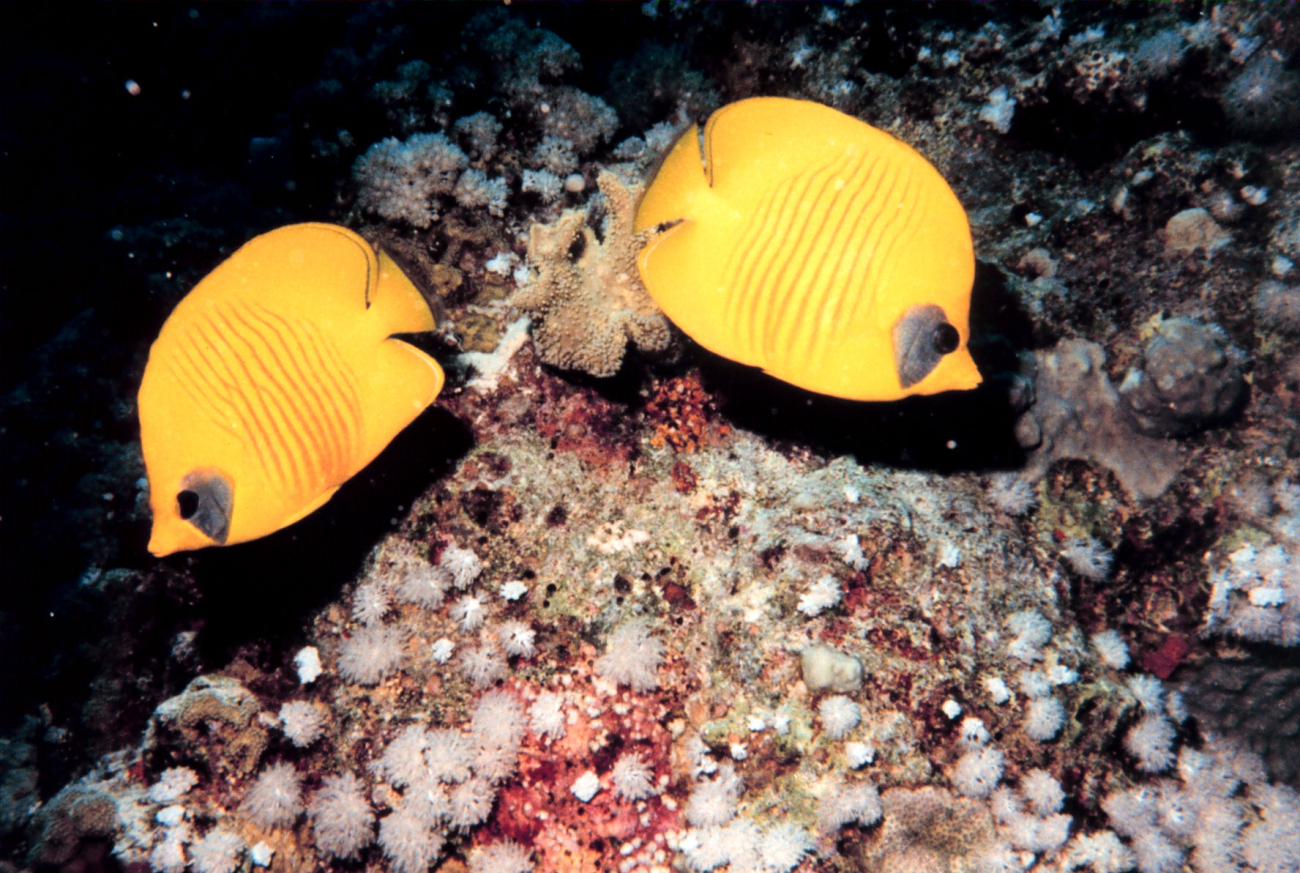 Masked or blue cheek butterfly fish (Chaetodon semilarvatus)