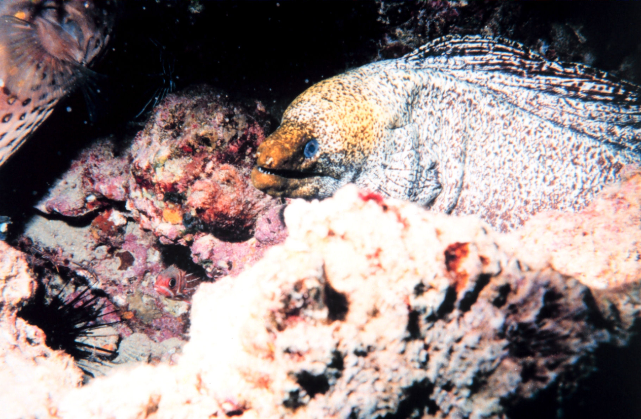 Yellow Margin Moray eel (Gymnothorax flavimarginatus)