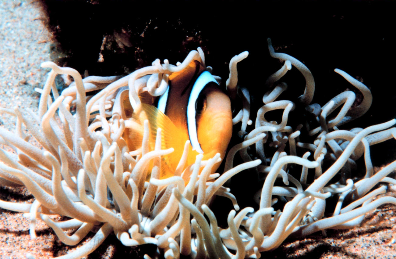 Two-banded clown fish - Amphiprion bicinctus - in sea anemone