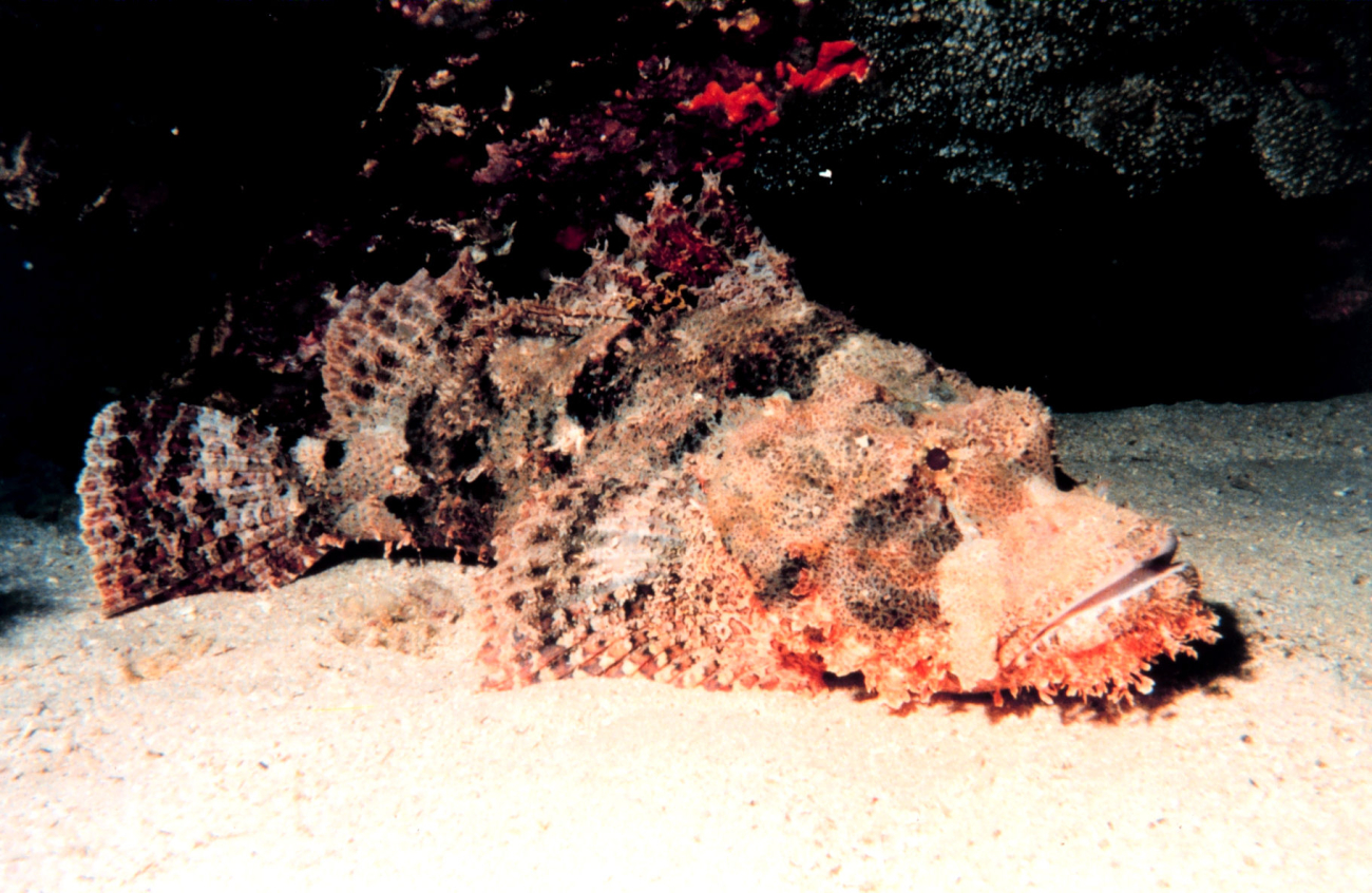 Stonefish (Synanceia verrucosa) perhaps the most venomous fish