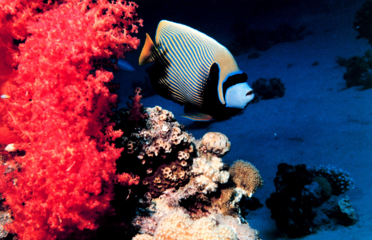 Emperor angelfish (Pomacanthus imperator)