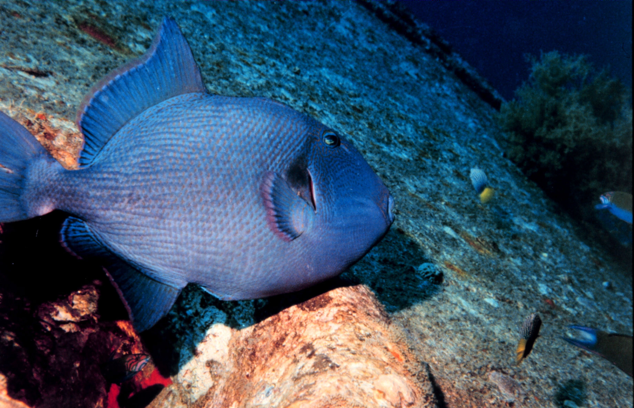 Blue triggerfish (Odonus niger)