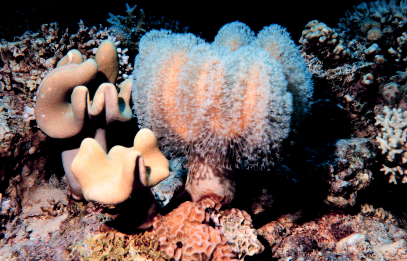 Coral with polyps extended