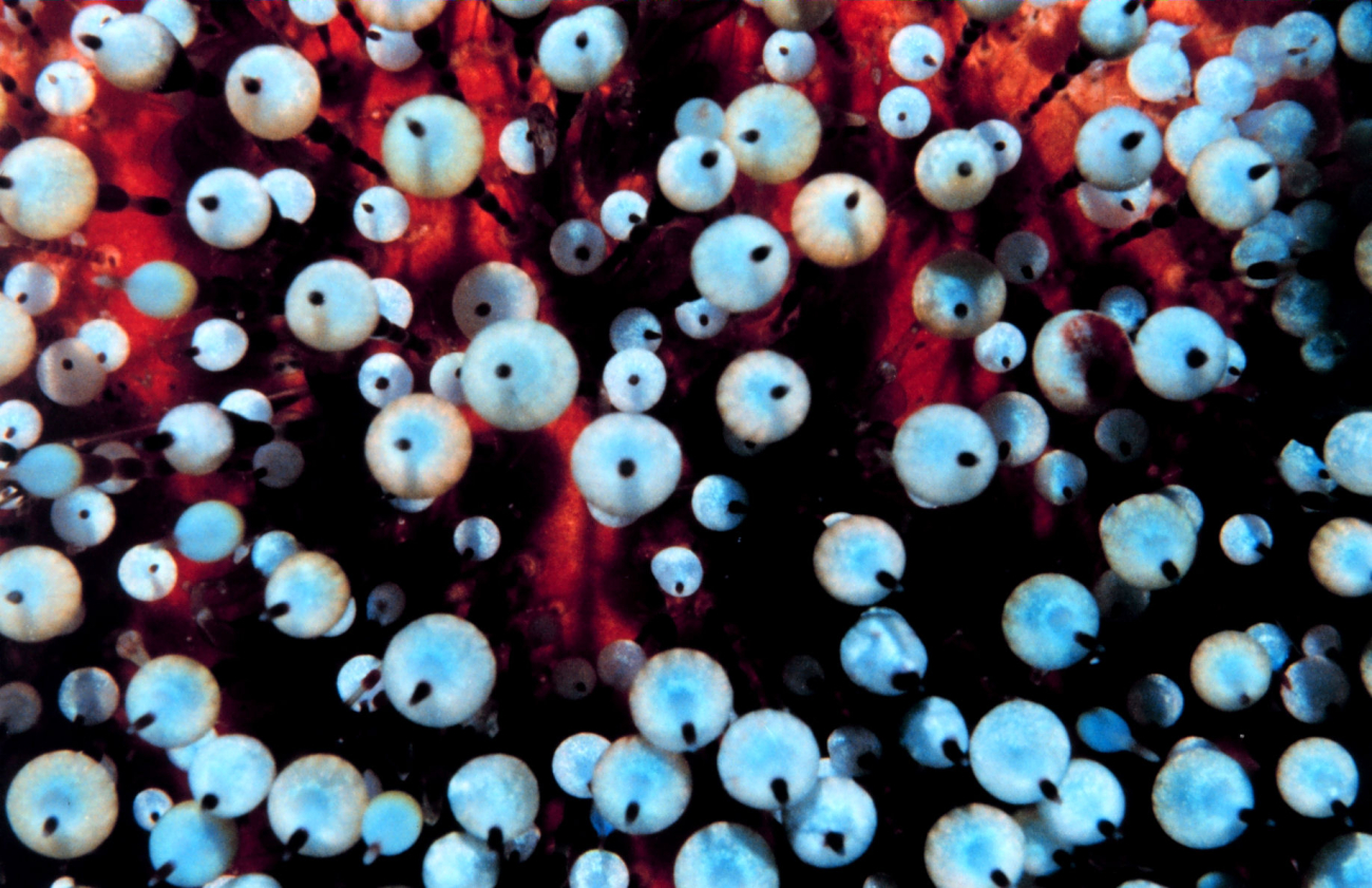 Not eyeballs but the bulbous tips of spines of the fire urchin (Asthenosoma varium)