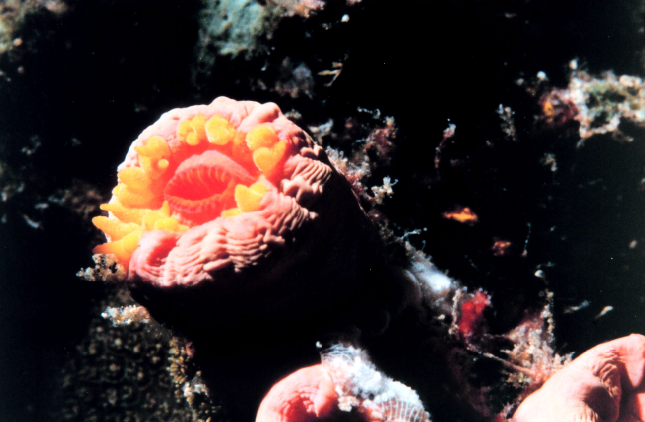 Orange cup coral (Tubastrea coccinea )