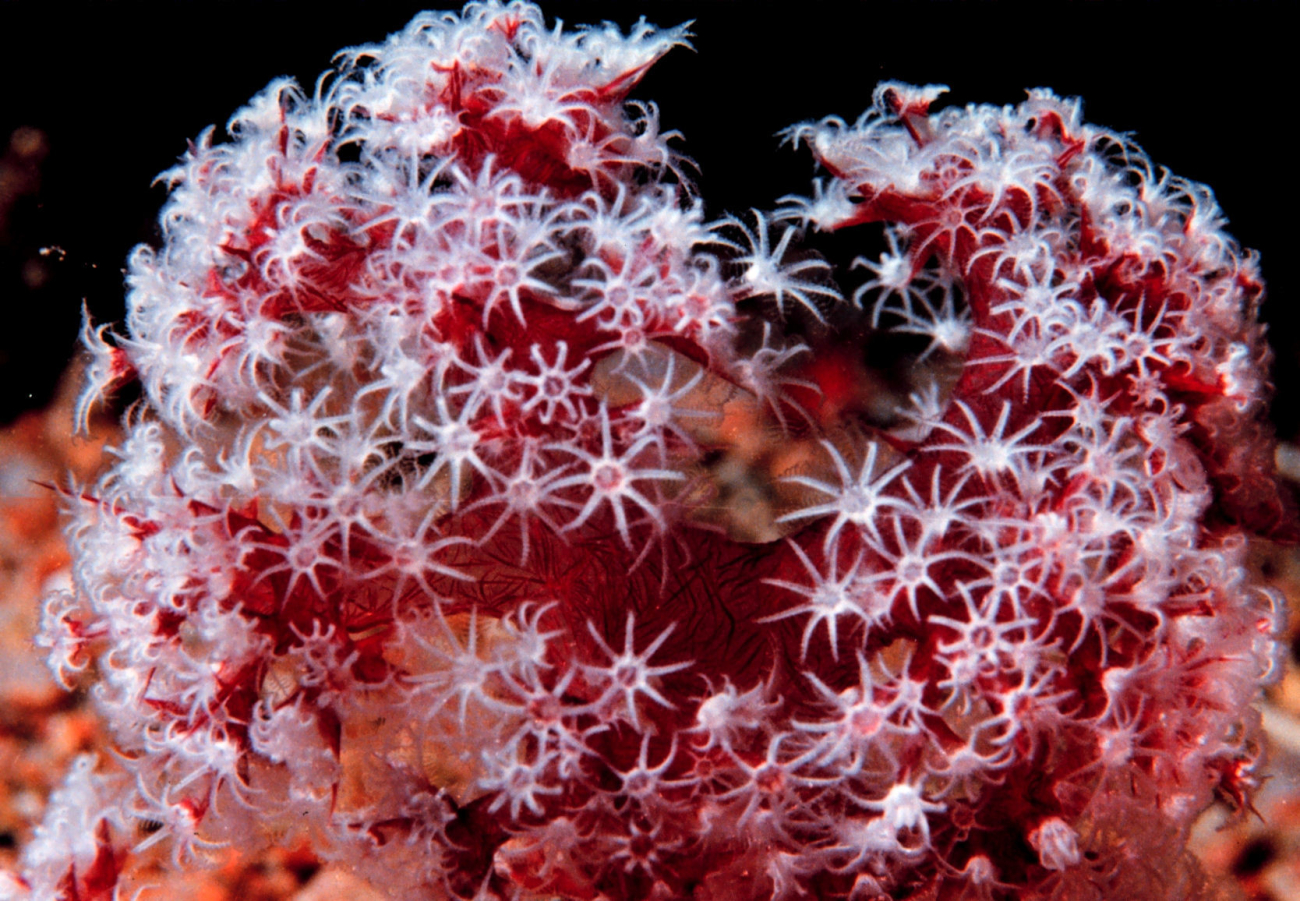 Soft coral polyps extended for feeding