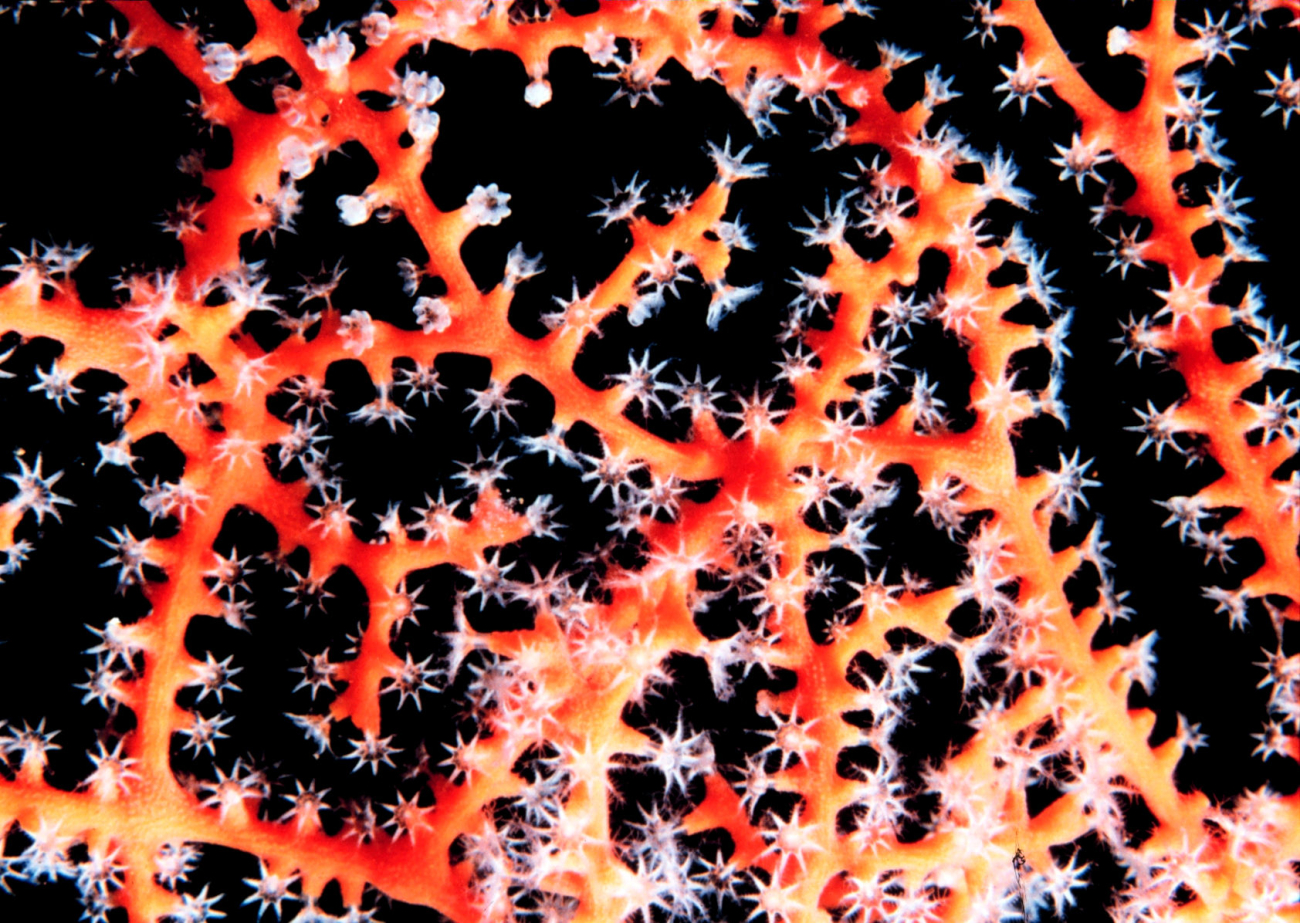 Gorgonian with polyps extended