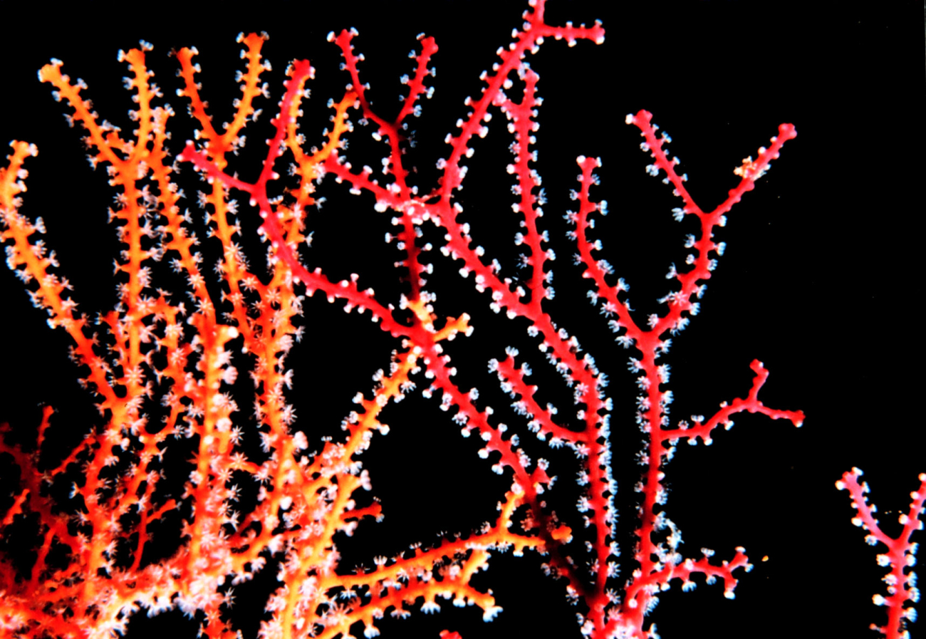 Red and yellow gorgonian