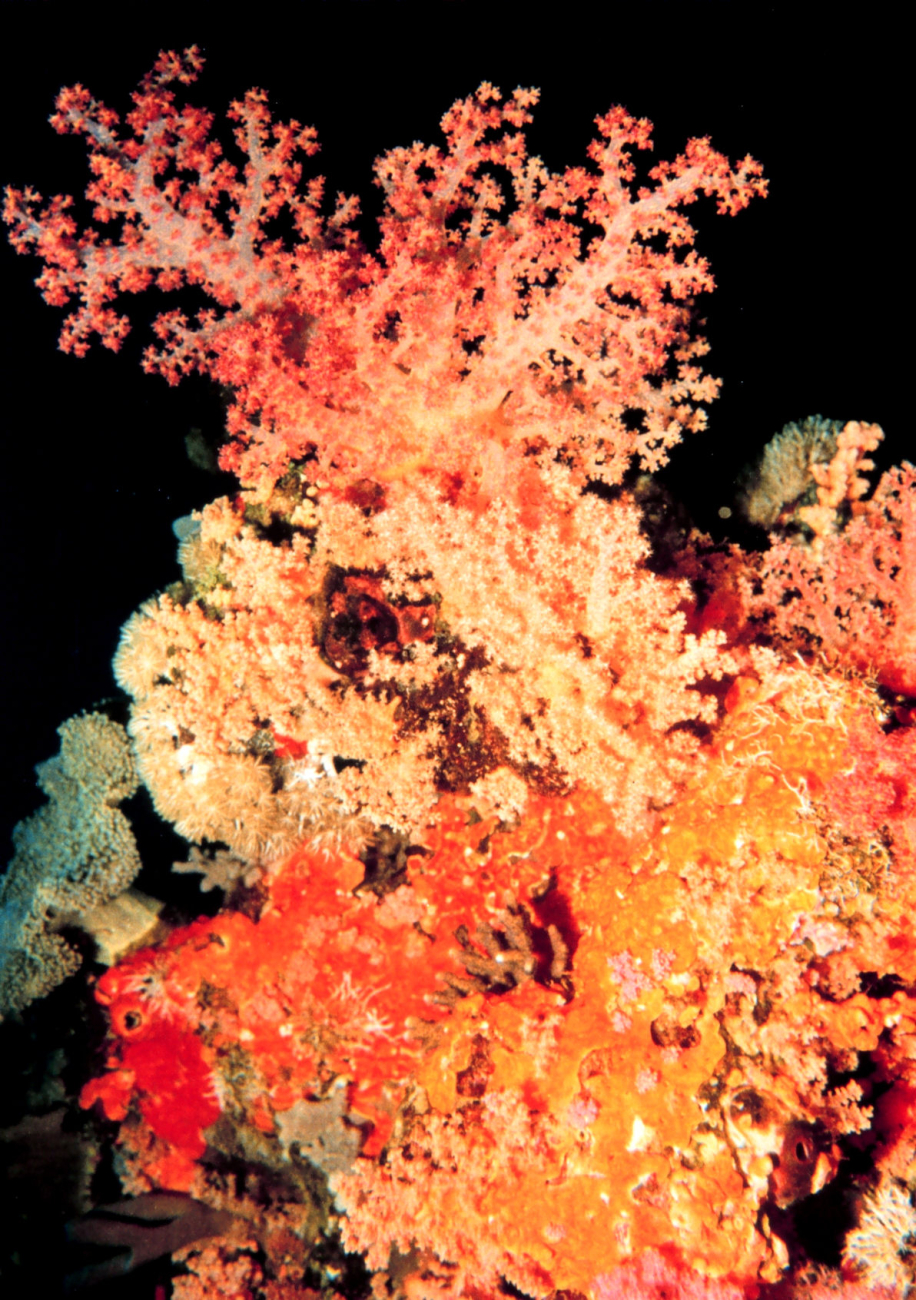 Carnation coral - Dendronephthya sp