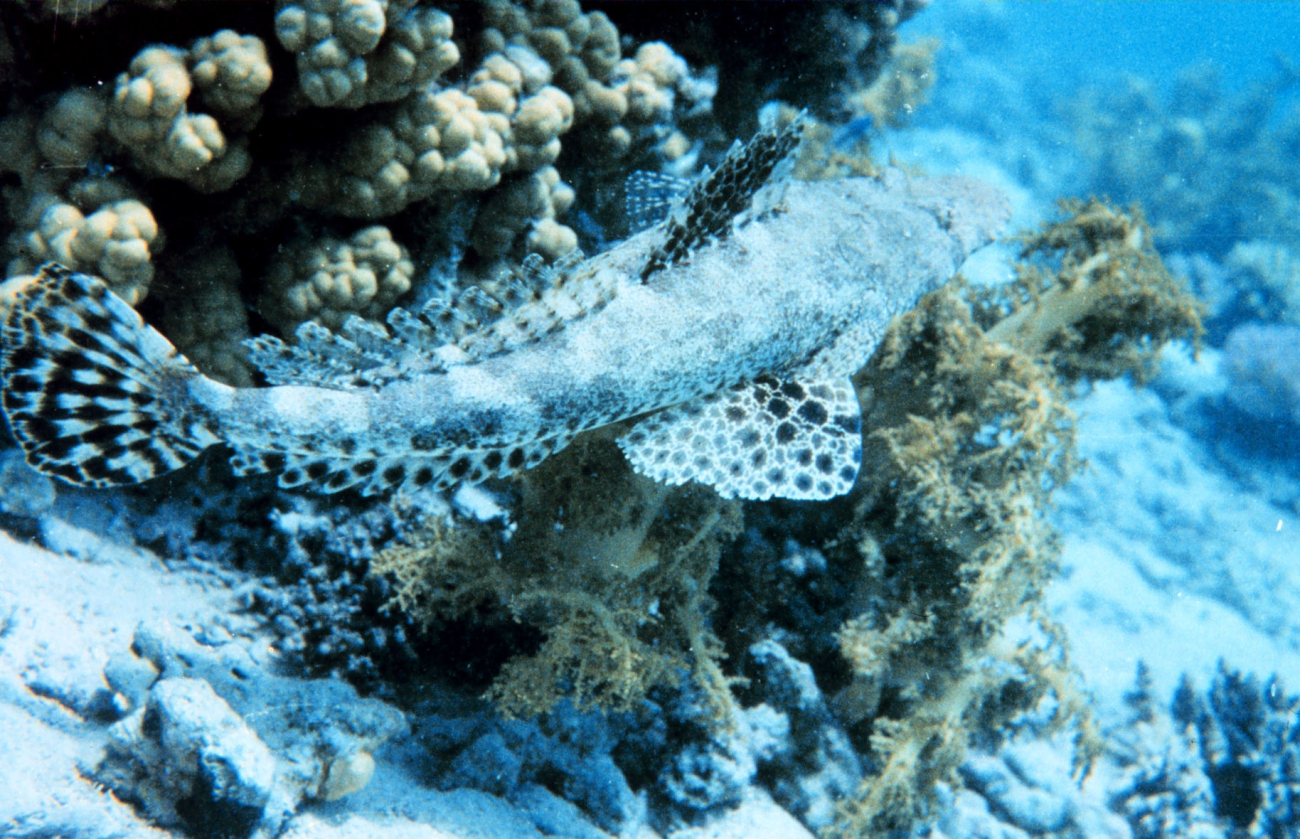 Lizardfish (Synodus variegatus)