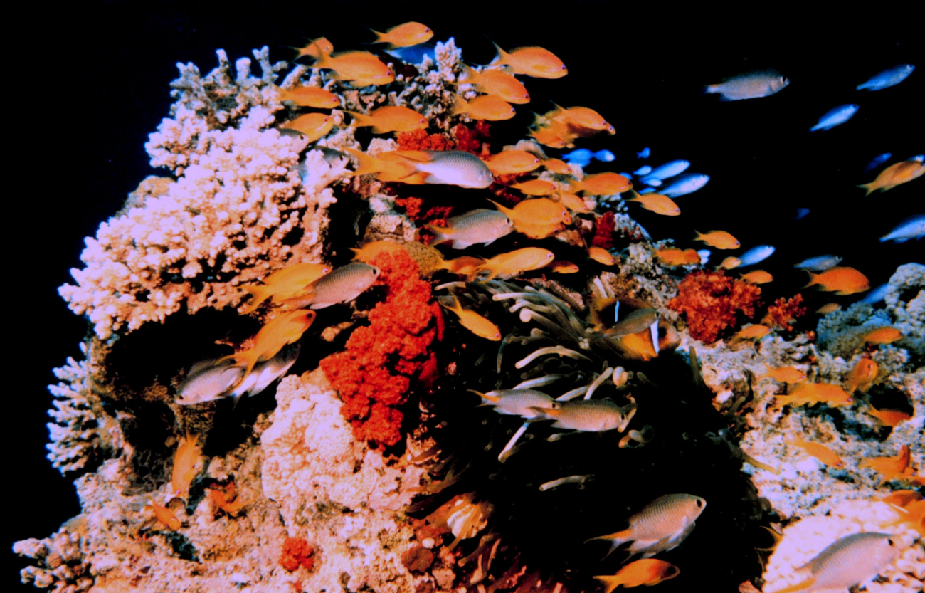 A melange of fish includingorangeanthias (Pseudanthias squamipinnis) also known as lyretail